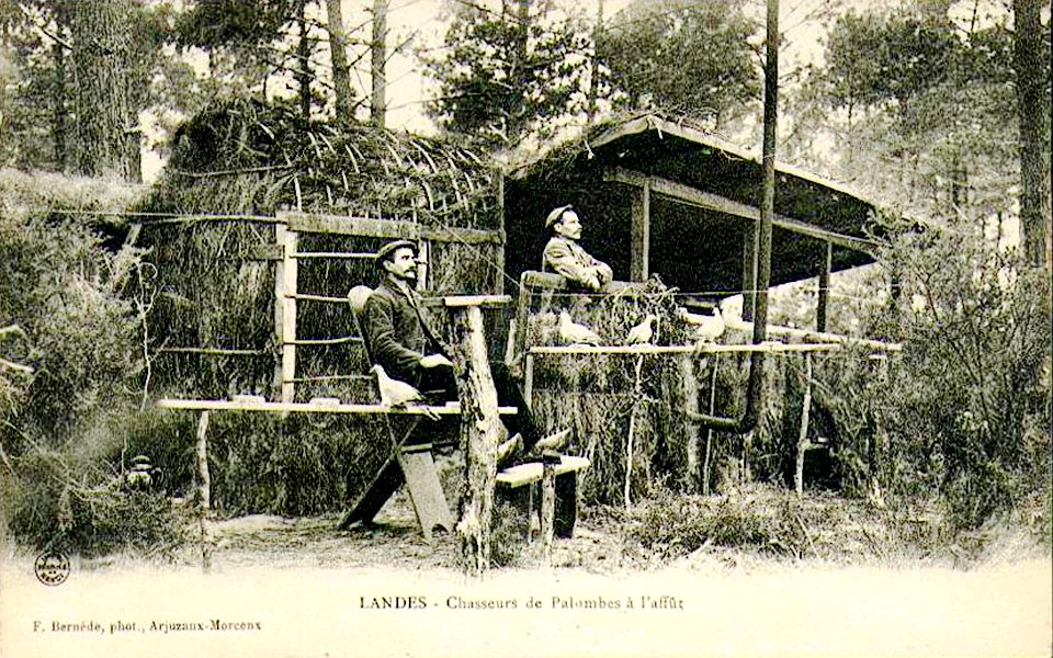 Landes Chasseurs de palombes à l'affut