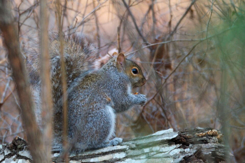 Squirrel wild forest