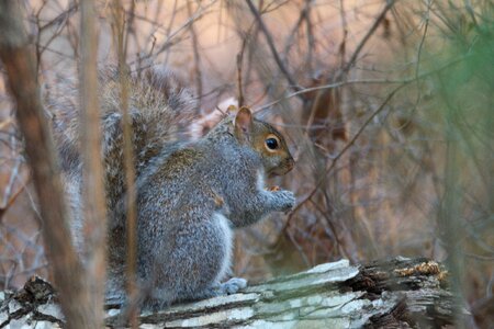 Squirrel wild forest