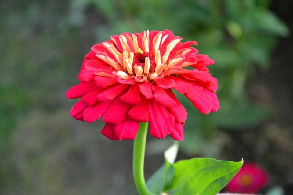 Composition floral plants flowering nature