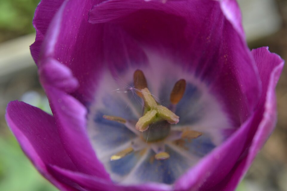 Garden petal floral