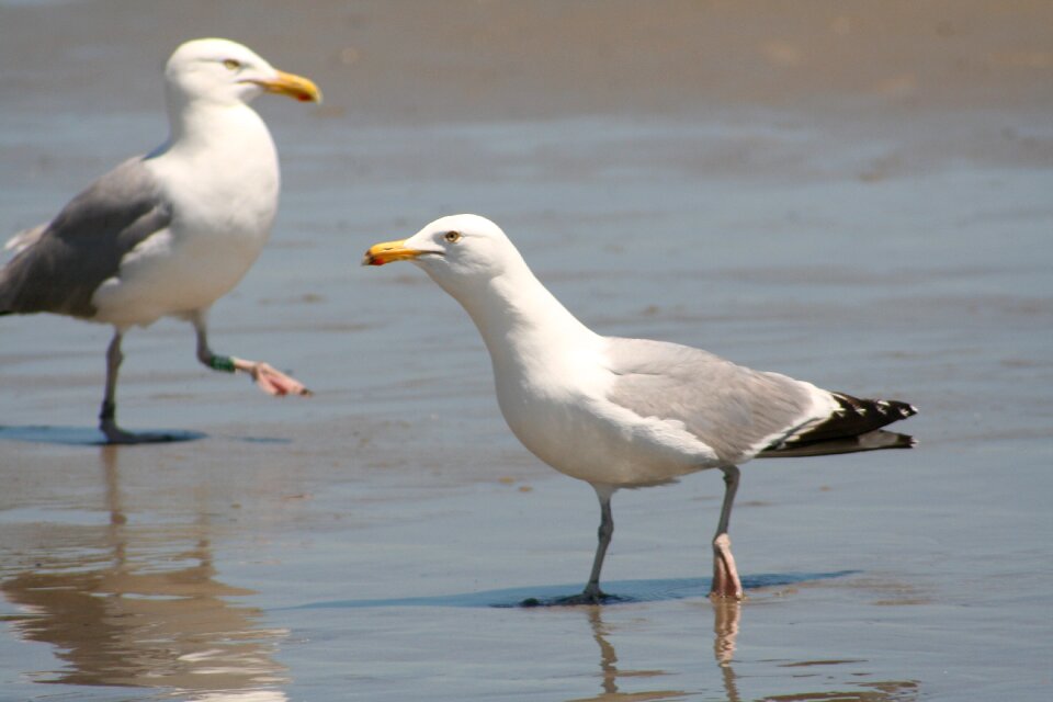 Sea water animal