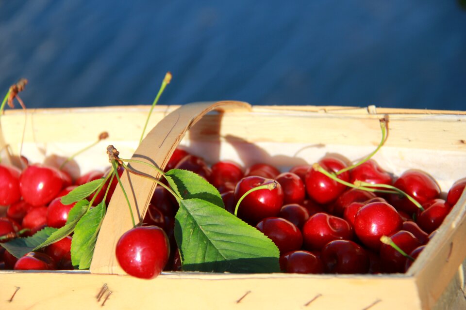 Fruit delicious cherry harvest