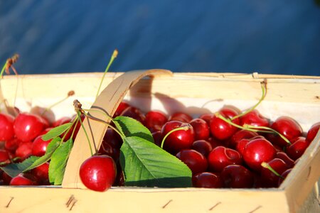 Fruit delicious cherry harvest