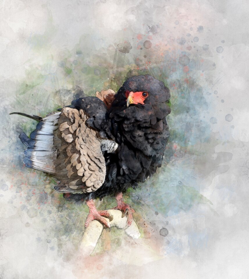 Predator eagle-buffoon bird