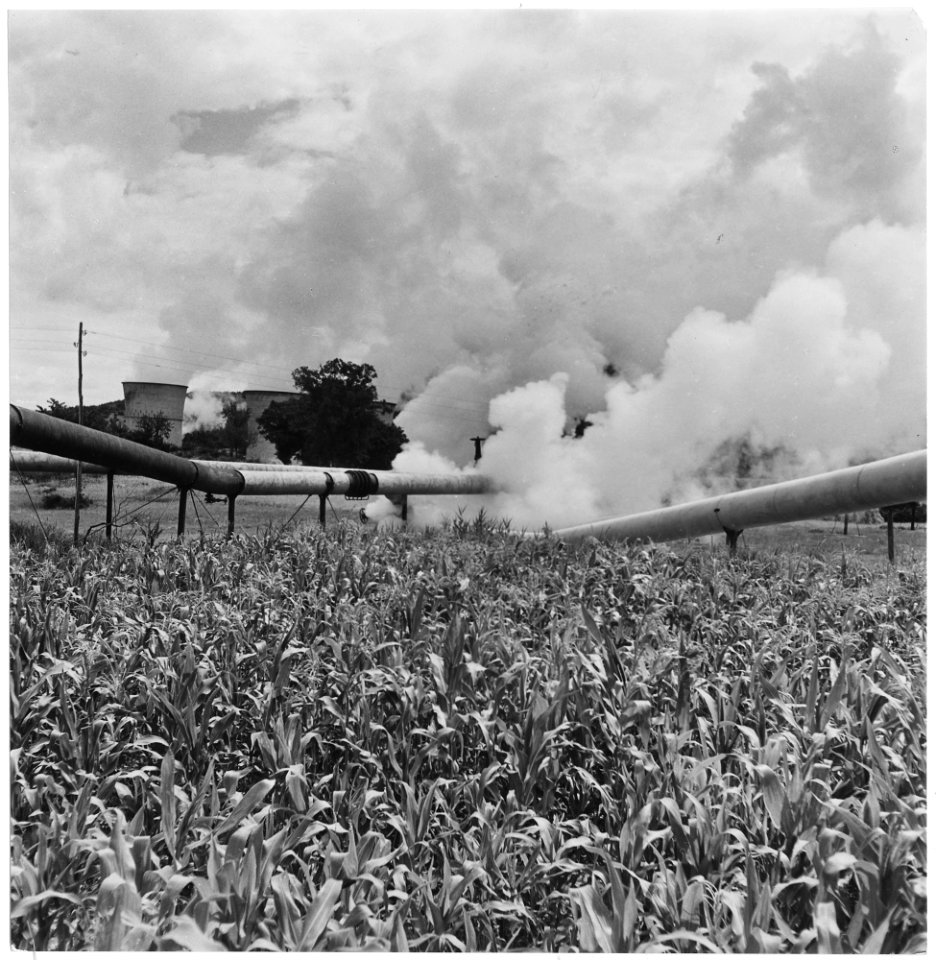Larderello, Italy. Across the fields of corn the steamlines lead to the power plant - NARA - 541723