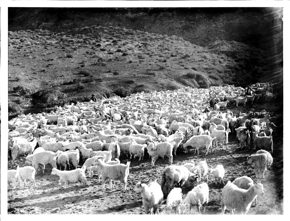 Large herd of Angora goats in a field near Moenave, close to Tuba City, Arizona, ca.1900 (CHS-3891)