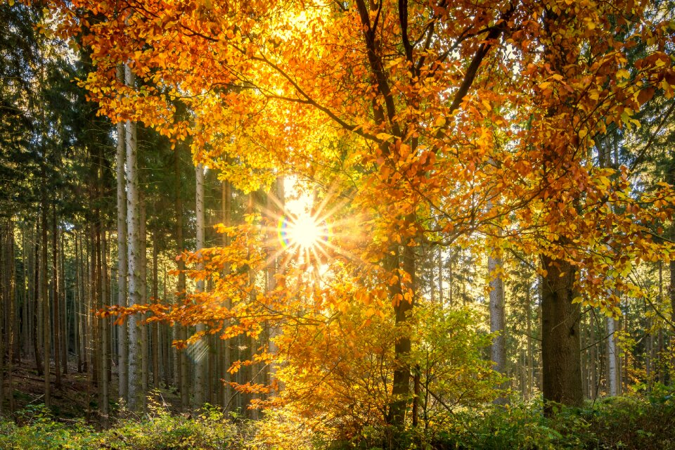 Autumn fall foliage nature