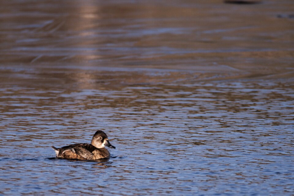 Duck water mallard