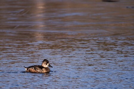 Duck water mallard
