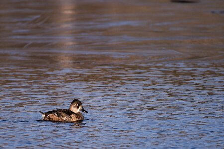 Duck water mallard photo