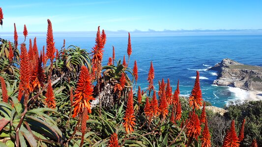 Aloe vera green photo