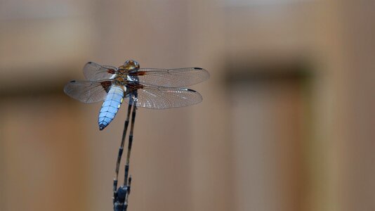 Dragonfly insects nature