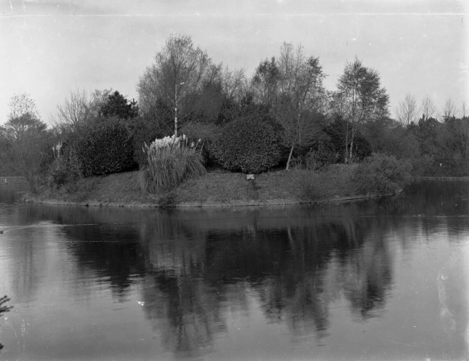 Large Island, Roath Park (4641671)