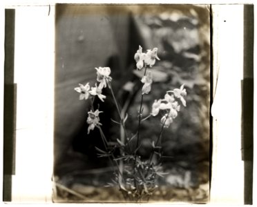 Larkspur (delphinium) LCCN2008676003