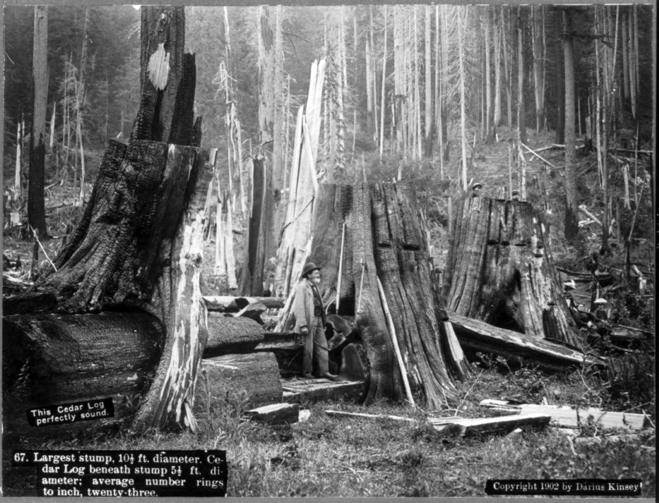 Largest stump, 10 1-2 ft. diameter. Cedar log beneath stump 5 1-2 ft. diameter LCCN2004665701