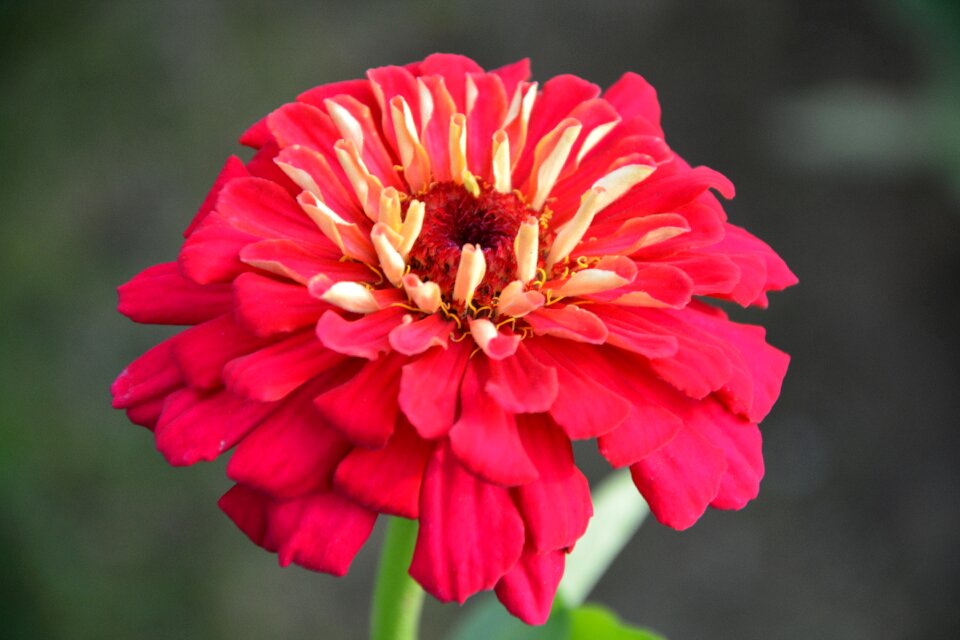 Garden petals plant