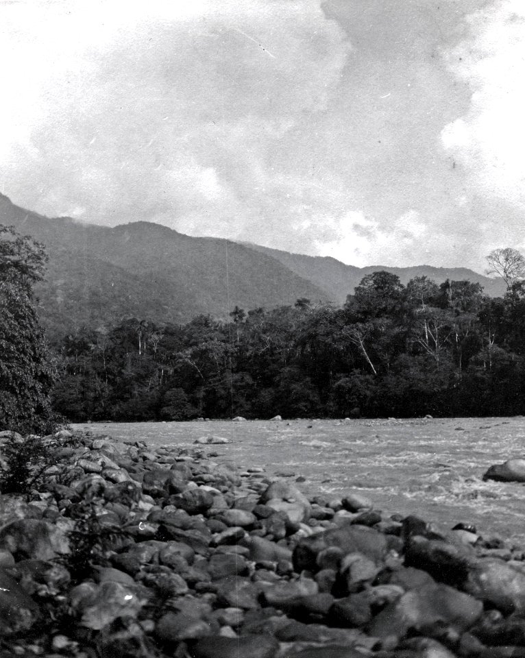 Landskapsbild. Stam, -- -Yuracáre-. Lokal, Rio Chapáre-området, nordöstra Bolivia - SMVK - 005566