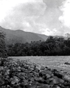 Landskapsbild. Stam, -- -Yuracáre-. Lokal, Rio Chapáre-området, nordöstra Bolivia - SMVK - 005566
