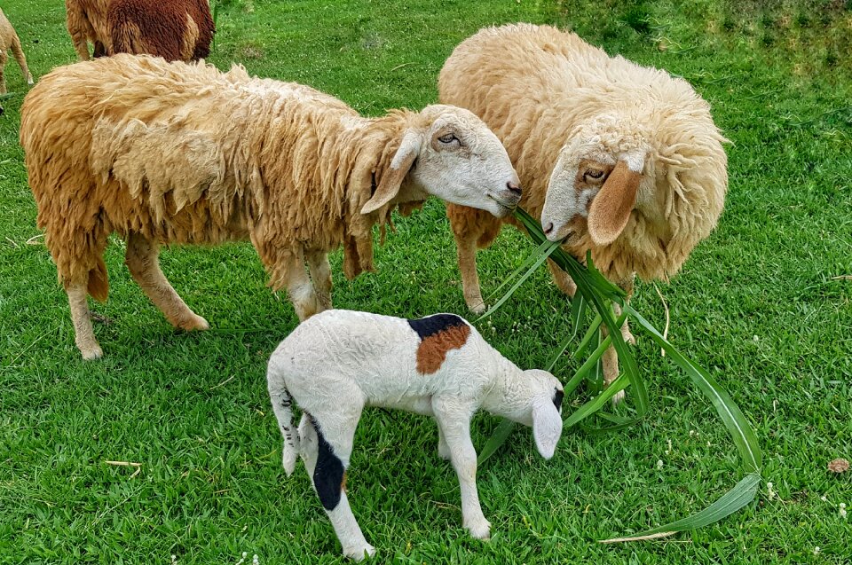 Family grass farm photo