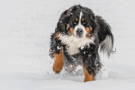 Dog winter snow