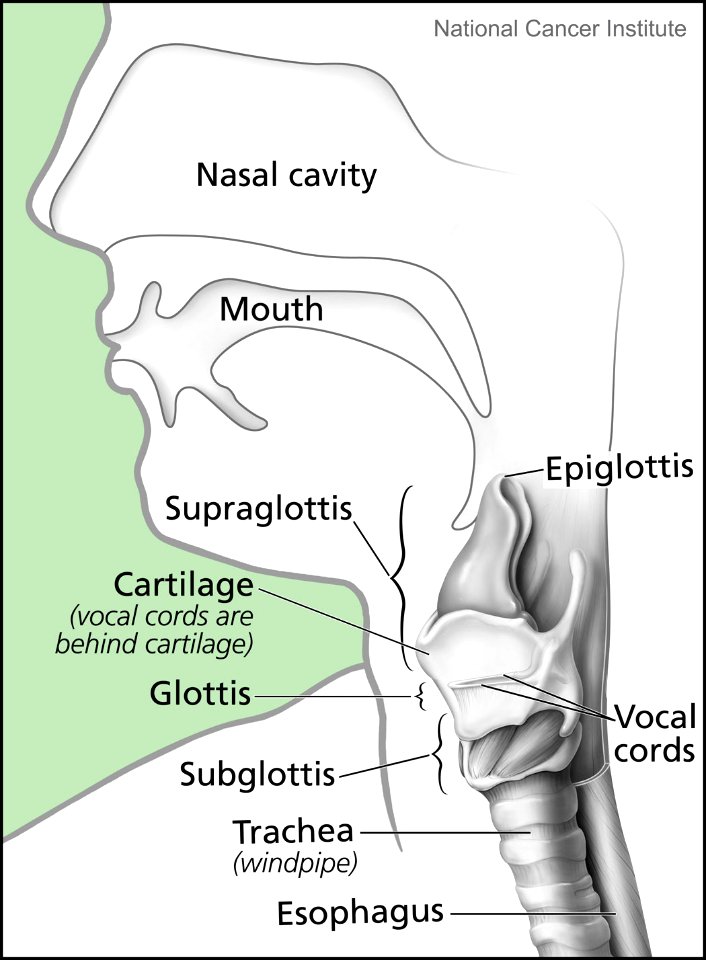 Larynx and nearby structures