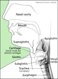Larynx and nearby structures