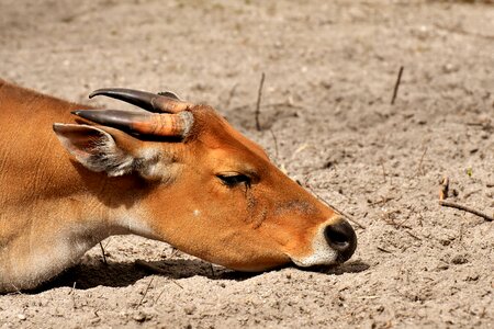 Sleep wild zoo