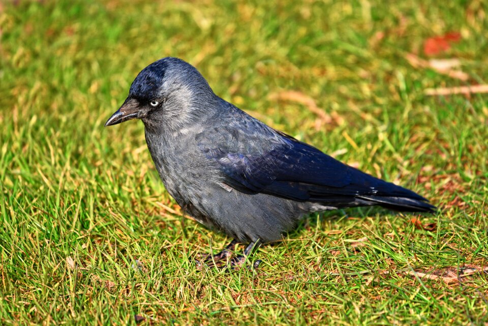 Corvus corvidae wildlife