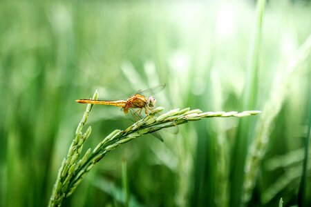 Peaceful rice rice field