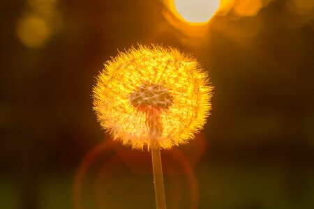 Backlighting nature flower photo