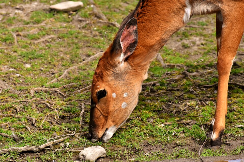 Zoo hellabrunn animal portrait photo