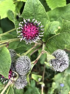 Plant wild flower nature