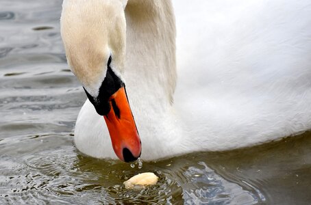 Water bird bill animal