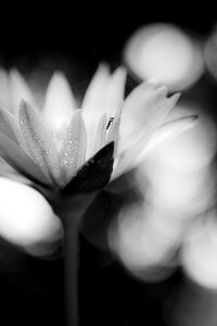 Petal closeup black and white photo