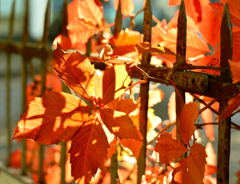 Autumn backlighting fall color