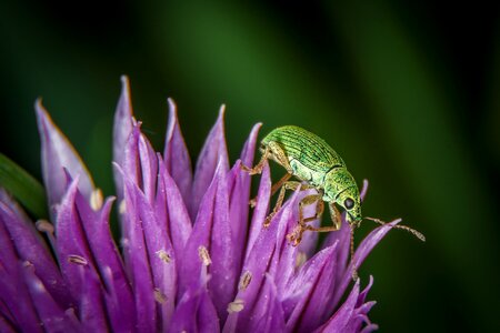 Chives blossom nature insect photo