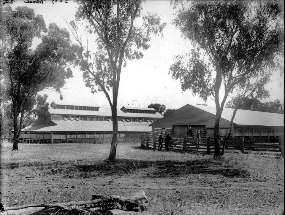 Largest wool shed in Australia, Warrah Station from The Powerhouse Museum Collection