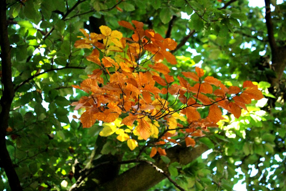 Golden contrast october