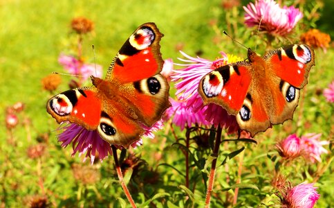 Summer color animals