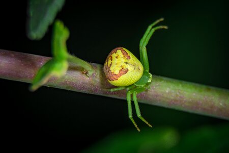 Close up nature insect photo