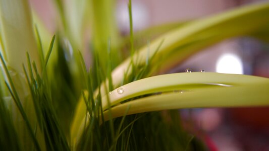 Nature flower botanical photo