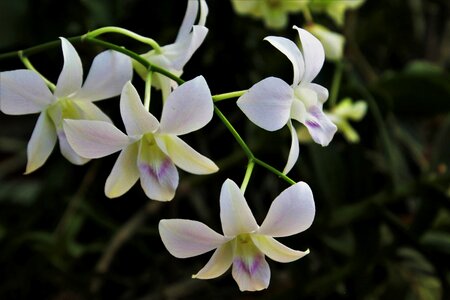 Flower nature plant