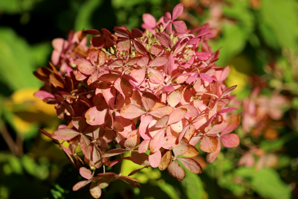 Blossom bloom nature