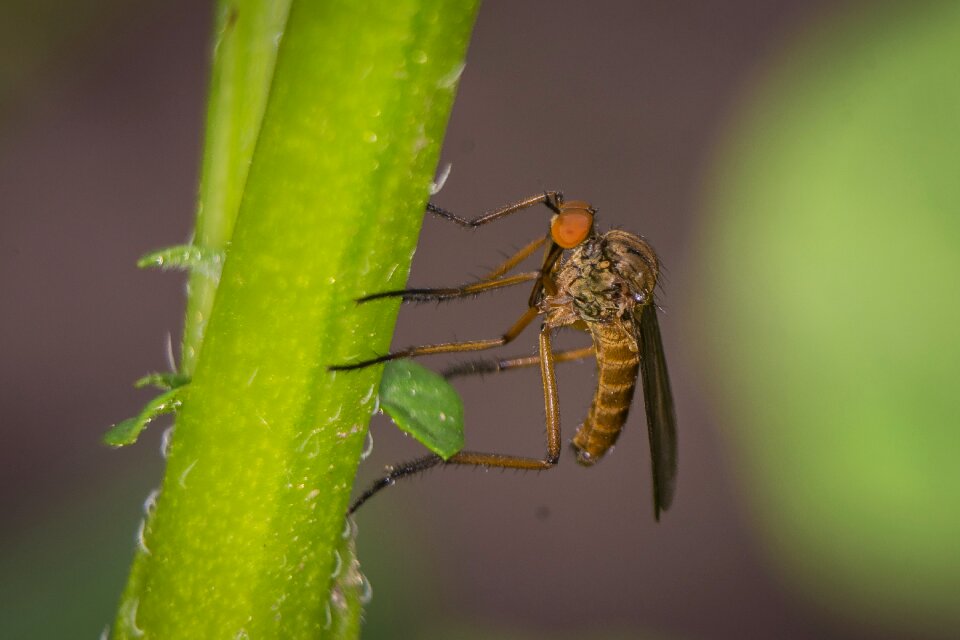 Insect nature close up