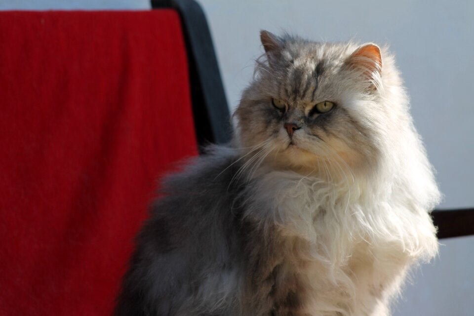 Cat sanctuary angora