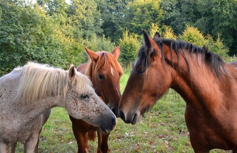 Heads profile manes
