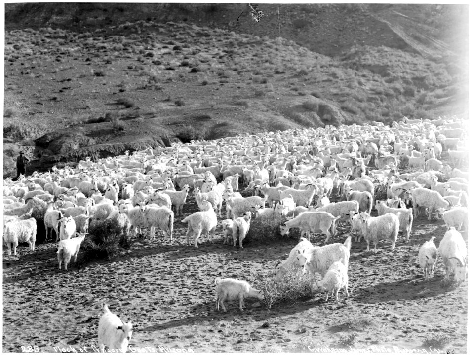 Large flock of Angora goats in Arizona, ca.1900 (CHS-4640)