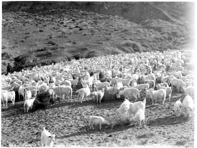 Large flock of Angora goats in Arizona, ca.1900 (CHS-4640) photo
