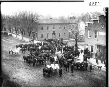 Large group of horses at High and Beech Streets 1905 (3199676021) photo